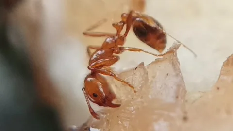 The red ants were biting off the remaining flesh on the bones Stock Footage 236333567