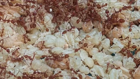 Red ants with white eggs on anthill. Stock Footage 306285939
