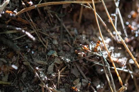 Red ants work in an anthill. selective focusing. Stock Photos