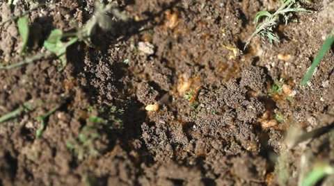 Red 	Ants at work Stock Footage 36646427