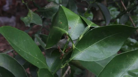 Red ants to work Video stock 241798810