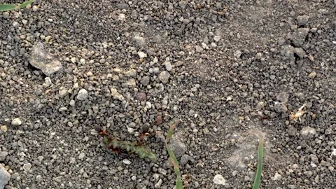 The red ants work as a team. Ants drag a twig to build an anthill. Stock Footage 302377220