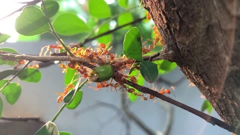 Red ants work together to carry chilies across the leaves in the park Stock Footage 173473609