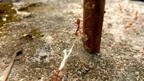Red ants work together to carry food that is larger than their bodies Video stock 288831215