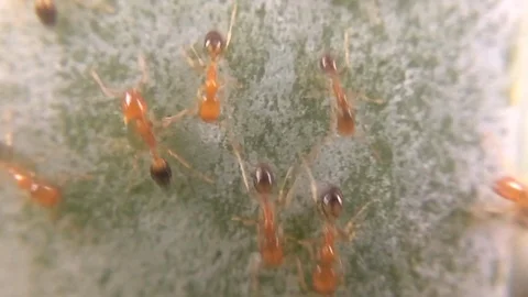 Red ants worker in the cactus plant Stock Footage 102168976