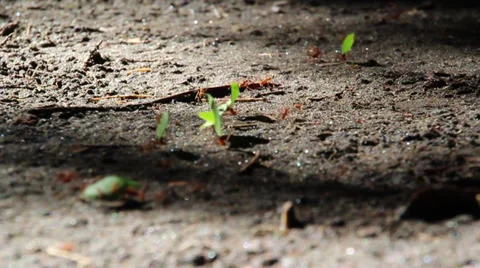 Red ants working Stock Footage 27645928