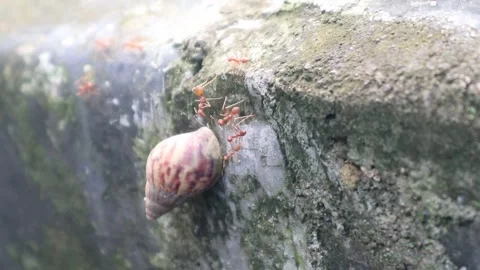 Red ants working together in a colony Stock Footage 306031059