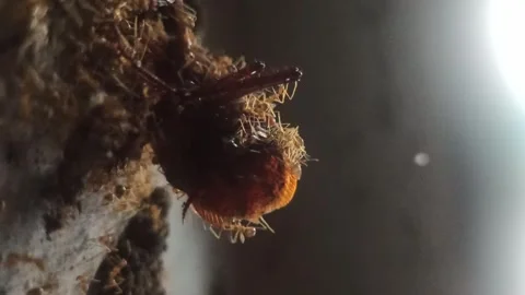 Red ants working together: lifting a cockroach carcass Video stock 274374181