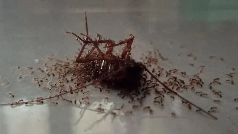 Red ants working together: lifting a cockroach carcass Vídeo Stock 297139829