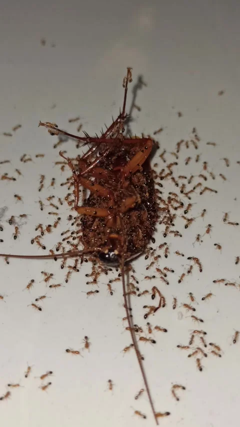 Red ants working together: lifting a cockroach carcass Stock Footage 297139885
