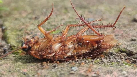 Red ants working together: lifting a cockroach carcass Stock Footage 297139997