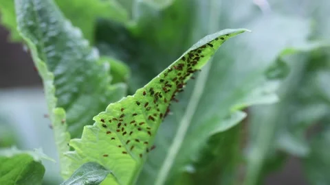 Red aphids Stock Footage 154335057