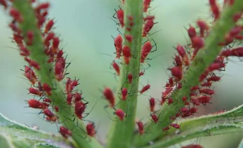 Red aphids gathered on sunflower Stock Photos