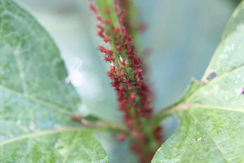 Red aphids grouped on sunflower  Stock Photos