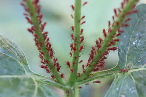 Red aphids grouped on sunflower  Stock Photos