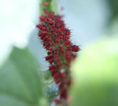 Red aphids grouped on sunflower  Stock Photos