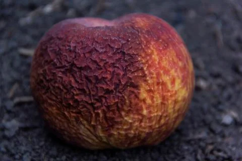 Red apple aged from time to time, autumn, background Stock Photos
