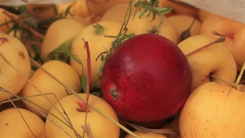 Red apple among yellow Stock Footage 80627167