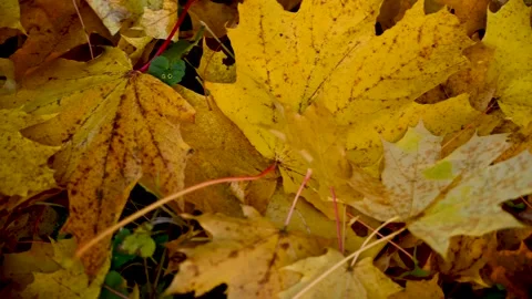 Red apple and alarm clock on colorful maple leaves on the ground. Autumn time Stock Footage 207290526