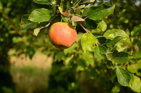 Red apple on apple tree branch Stock Photos