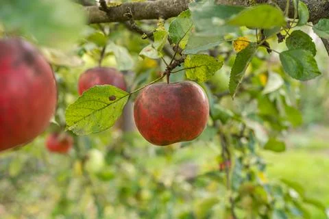 A red apple on an apple tree, close-up. Stock Photos