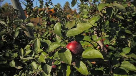 Red apple on apple tree Stock Footage 8836629