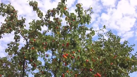 Red apple on apple tree Stock Footage 80059011