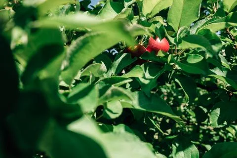 Red apple on apple tree Stock-Fotos