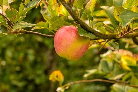 Red apple on apple tree Stock Photos