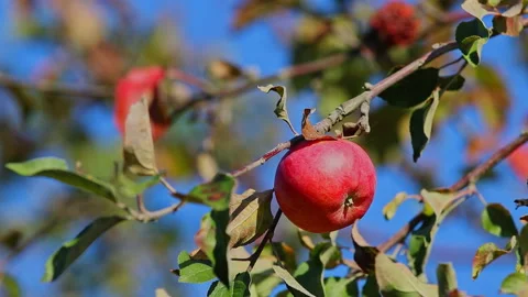A red apple on an apple tree. The wind moves the leaves and branches of the Stock Footage 239113510