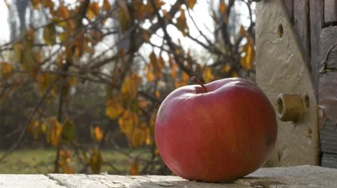 Red apple in autumn scene close Stock Footage 57130959