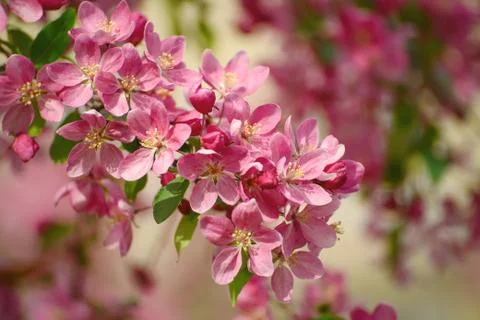 Red apple blossoms Stock-Fotos
