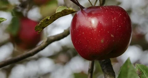 Red apple on the branch of an apple tree Stock Footage 93004961