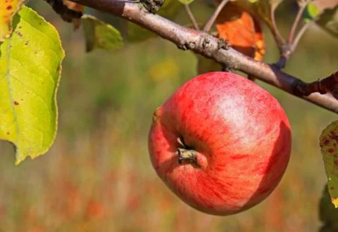 Red apple on branch of Apple tree Stock Photos