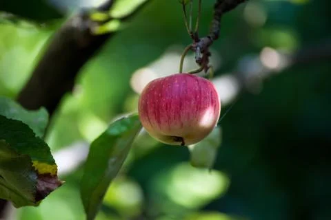 Red apple on the branch on apple tree in the garden Stock Photos