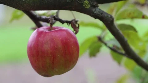 Red apple on a branch Stock Footage 81020779