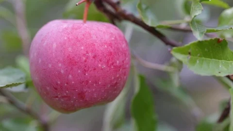 Red apple on a branch Stock Footage 91556597