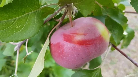 Red apple on a branch Stock Footage 92577719