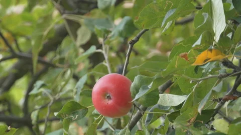 A Red apple on a branch. Stock Footage 93920369