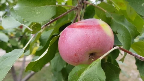 Red apple on a branch Stock Footage 94385083