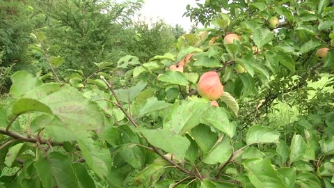 Red apple on the branch Stock Footage 100331324