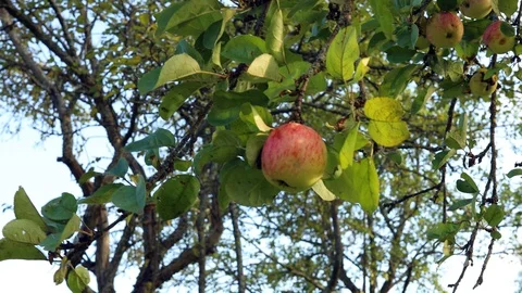 Red Apple on branch Stock Footage 127421367