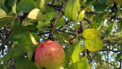 Red Apple on branch Stock Footage 127421535