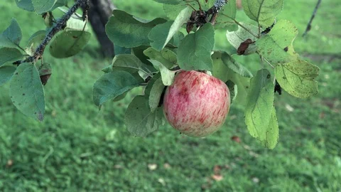 Red Apple on branch Stock Footage 127424222