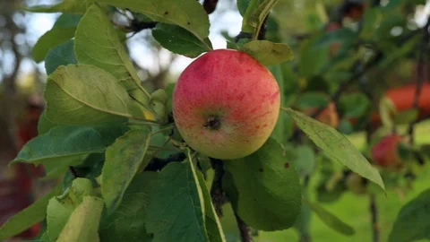 Red Apple on branch Stock Footage 127426280