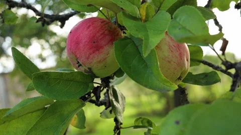 Red Apple on branch Stock Footage 127429859