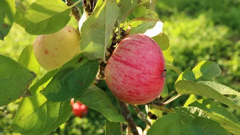 Red Apple on branch Video stock 128814559