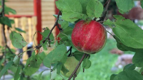 Red Apple on branch Stock Footage 128856200
