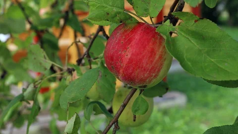 Red Apple on branch Stock Footage 129218186