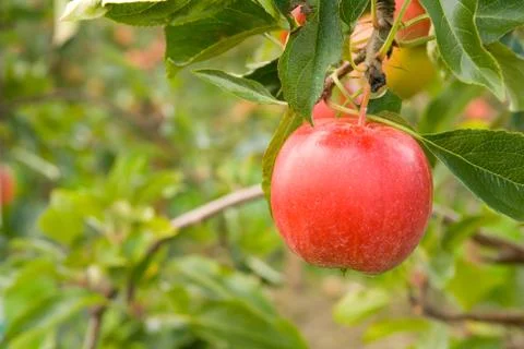 Red apple on branch Stock Photos